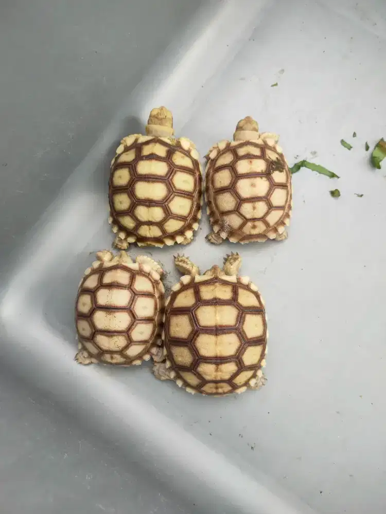 baby sulcata 5-5,8cm makan rakus doyan pelet