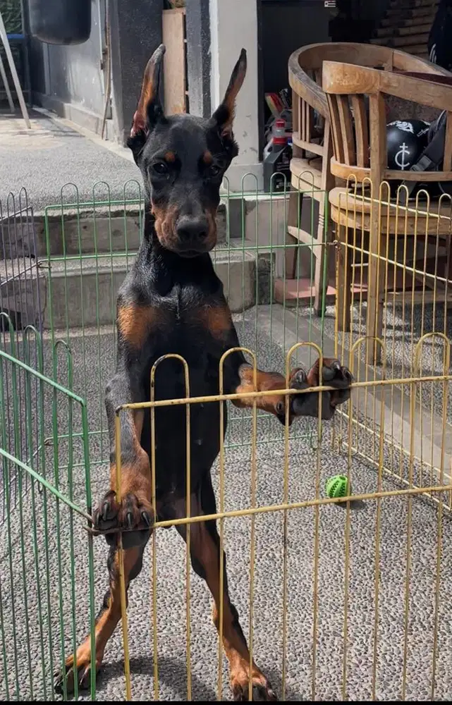 Dobermann puppy male