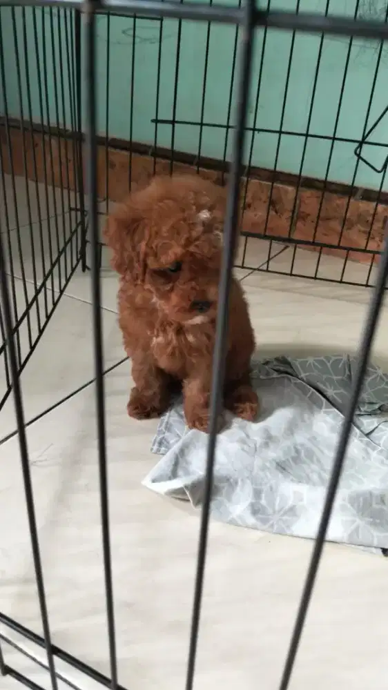 Anak anjing poodle