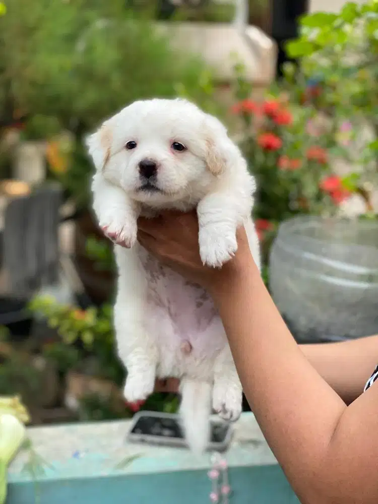 Golden retriver mix samoyed