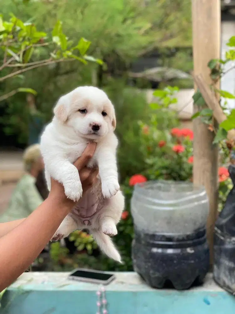 Golden retriever mix samoyed