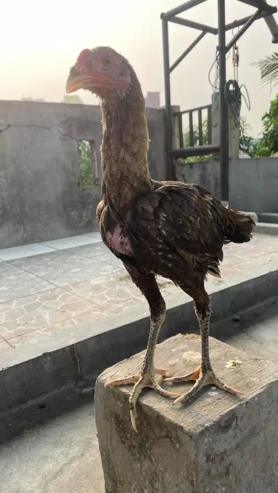 2 ayam bangkok janggar