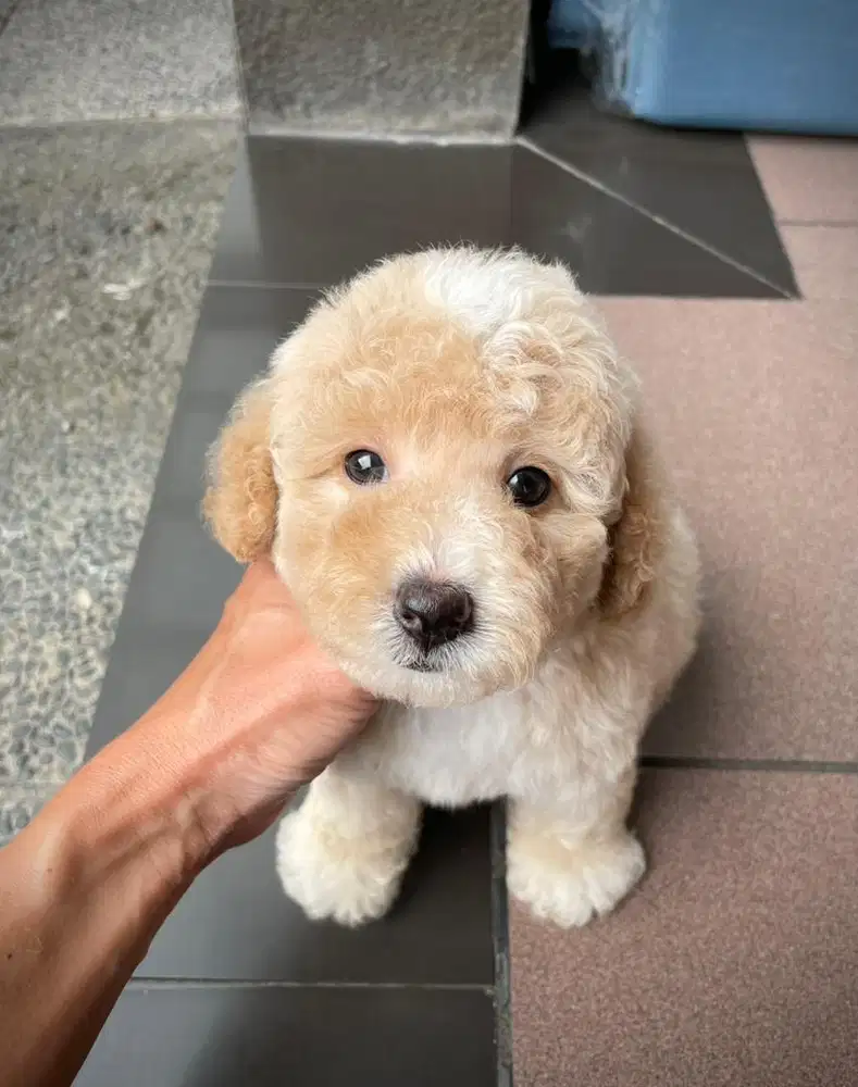 Poodle apricot jantan