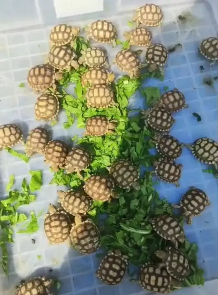 Kura sulcata baby sehat dan mulus waru