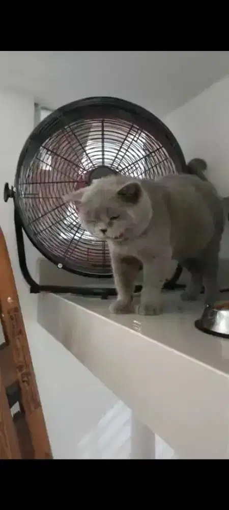 Kucing BSH blue solid 1 tahun lebih