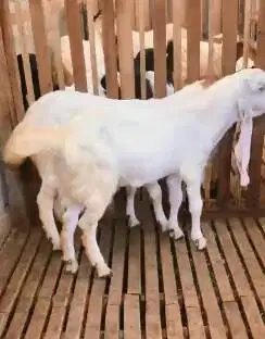 sepasang bakalan kambing etawa 6 bulanan TB 65cmUP siap ternak piara