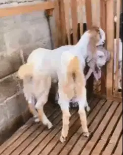 sepasang bakalan kambing etawa 6 bulanan TB 65cmUP siap ternak piara