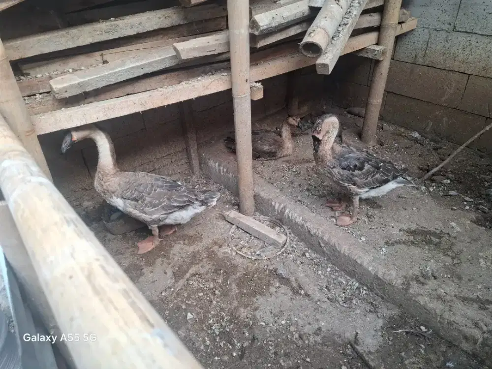 Jual angsa atau soang
