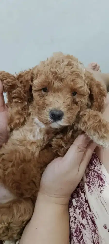Dijual BONEKA anak anjing TINY poodle
