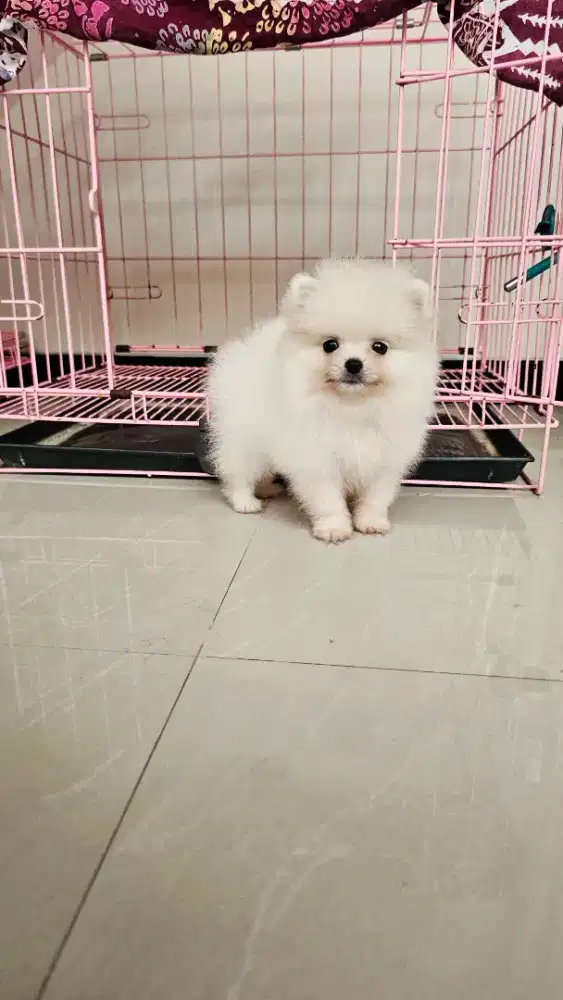 Supermini jantan lucu