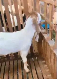 sepasang bakalan kambing etawa 6 bulanan TB 65cm siap budidaya ternak