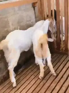 sepasang bakalan kambing etawa 6 bulanan TB 65cm siap budidaya ternak