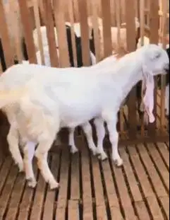 sepasang bakalan kambing etawa 6 bulanan TB 65cm siap budidaya ternak