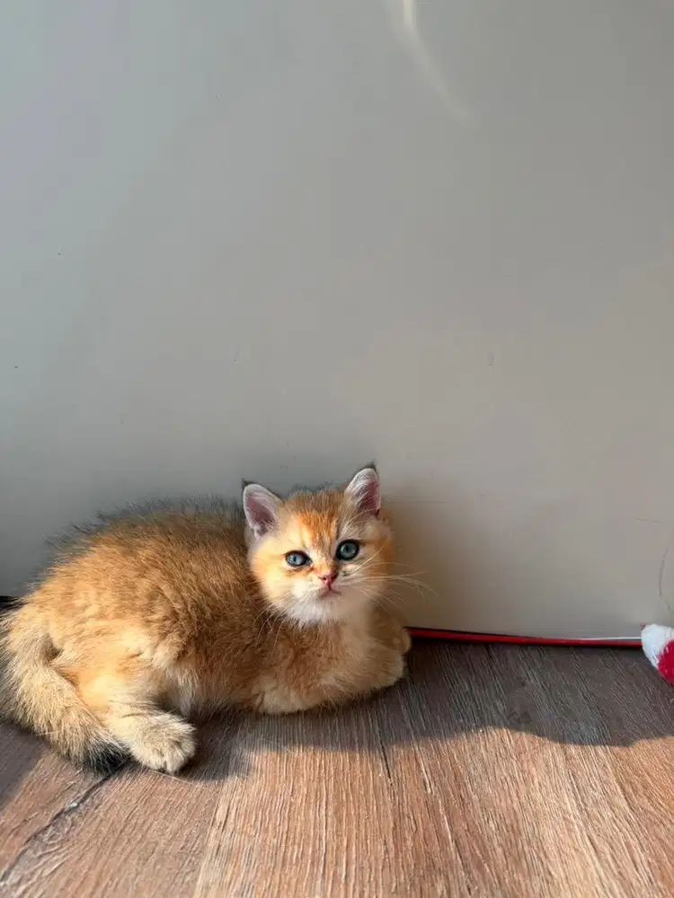 British shorthair Golden ny 11 jantan male bsh kucing