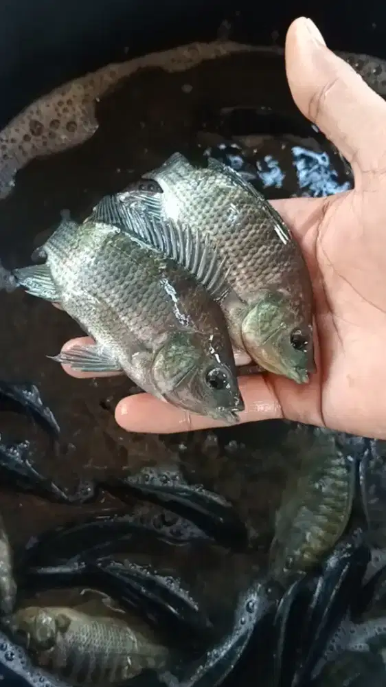 Nila hitam 3jari monosex