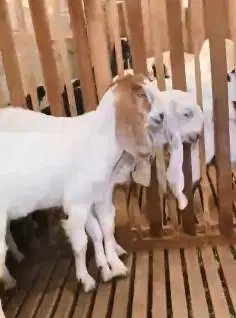 sepasang bakalan kambing etawa 6 bulanan TB 65cm siap ternak hobby2an