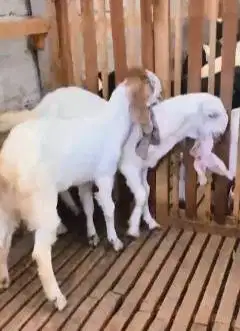 sepasang bakalan kambing etawa 6 bulanan TB 65cm siap ternak hobby2an