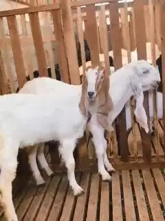 sepasang bakalan kambing etawa 6 bulanan siap piara hobby TB 65cm puas