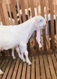 sepasang bakalan kambing etawa 6 bulanan siap piara hobby TB 65cm puas
