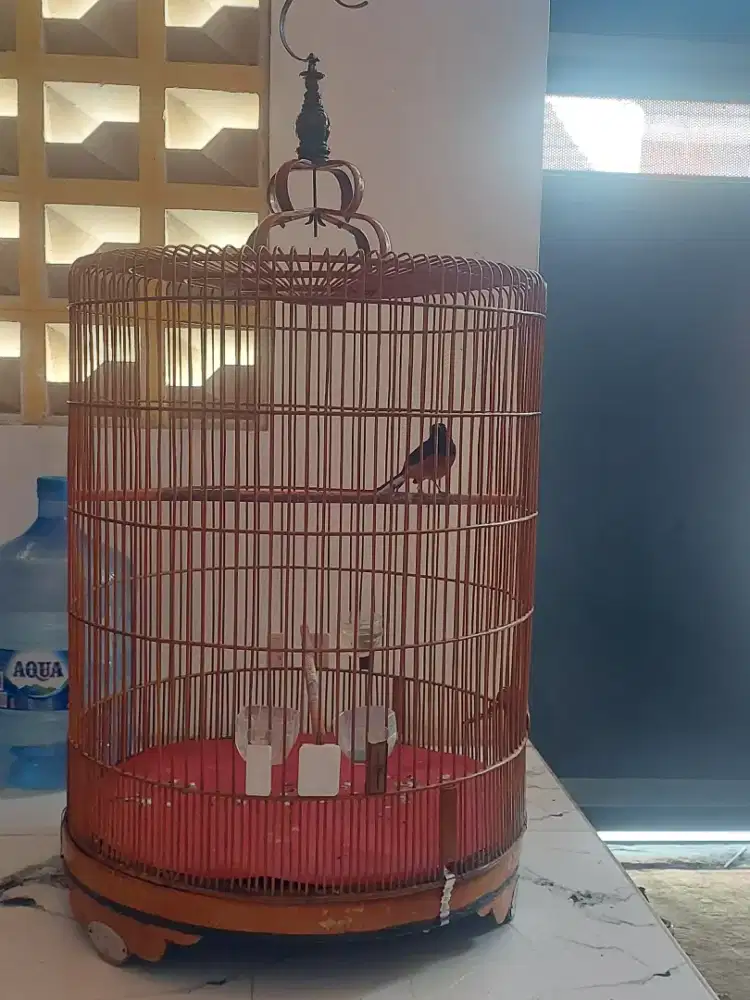 Burung murai batu kaki hitam ring gacor ..