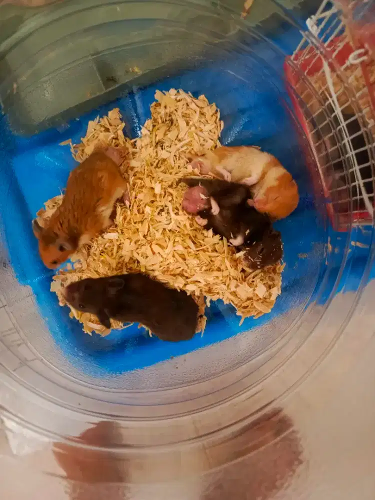 Hamster Peliharaan