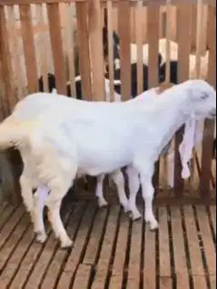 sepasang bakalan kambing etawa 6 bulanan TB 65cm siap ternak budidaya