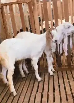 sepasang bakalan kambing etawa 6 bulanan TB 65cm siap ternak budidaya