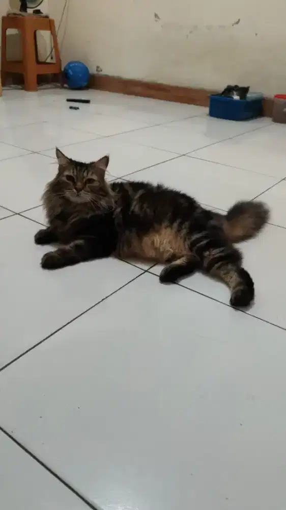 OPEN ADOPT PURE MAINECOON