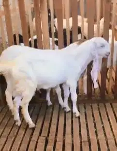 sepasang bakalan kambing etawa 6 bulanan TB 65cm siap budidaya hoby2an