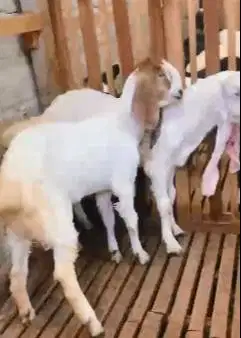 sepasang bakalan kambing etawa 6 bulanan TB 65cm siap budidaya hoby2an