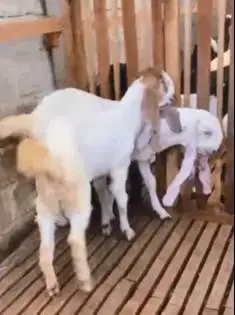 sepasang bakalan kambing etawa 6 bulanan TB 65cm siap ternak budidaya