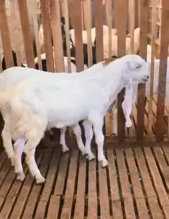 sepasang bakalan kambing etawa 6 bulanan TB 65cm siap ternak budidaya