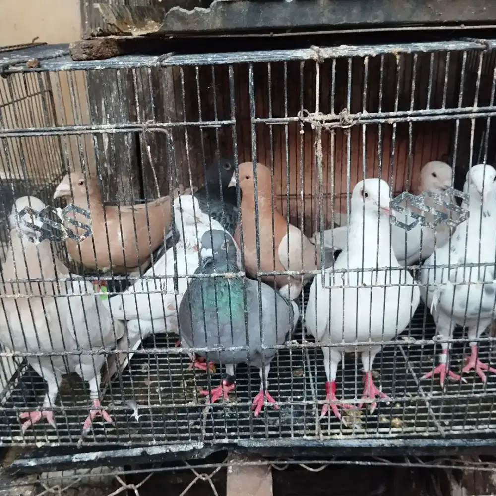 Merpati pos dewasa