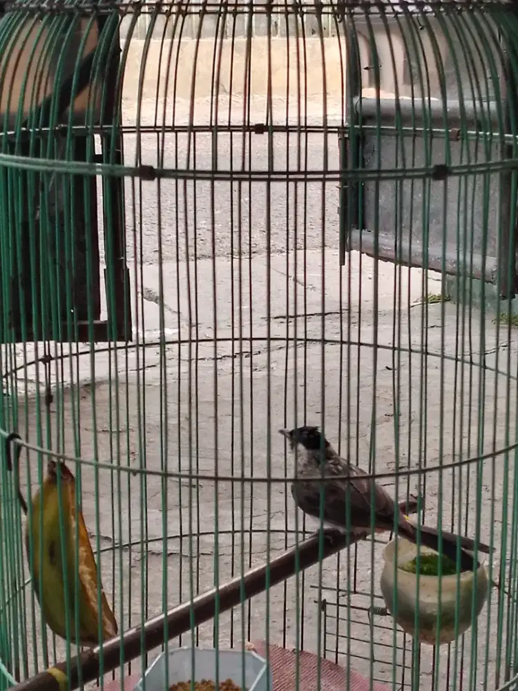 Dijual burung kutilang fullset gacor TT ok