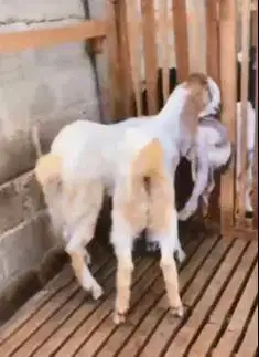 sepasang bakalan kambing etawa 6 bulanan siap ternak piara hobby2an ok