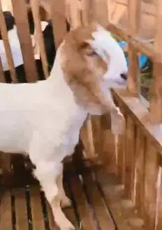 sepasang bakalan kambing etawa 6 bulanan siap ternak piara hobby2an ok