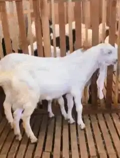 sepasang bakalan kambing etawa 6 bulanan siap ternak piara hobby2an ok