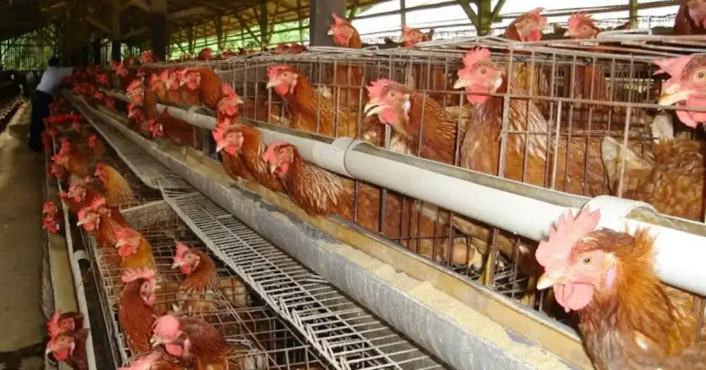 Jual Ayam Merah Peteluran