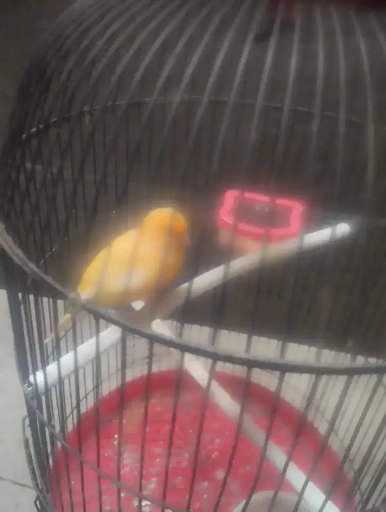 Burung kenari full set