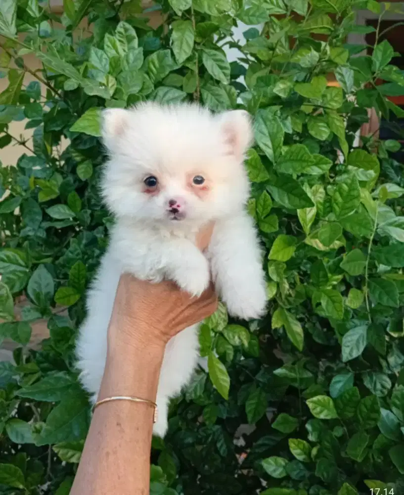 Pupies super minipom (bndung)