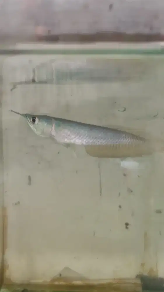Ikan arwana silver red