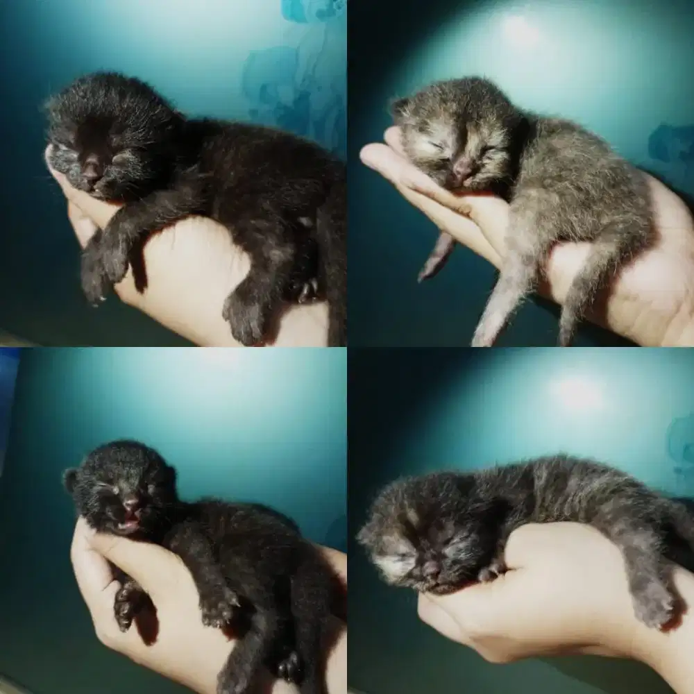 Lepas adopsi betina dan anak nya 6