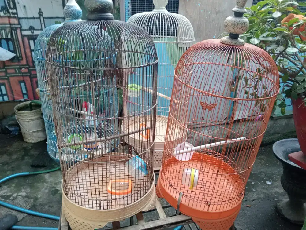 Sangkar bulat ada 4 pcs