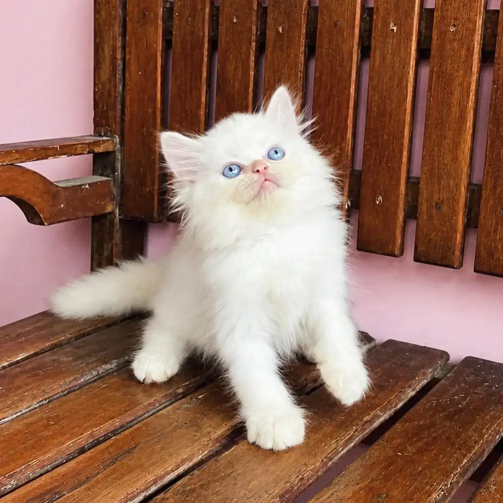 KITTEN HIMALAYA REDPOINT BLUE EYES JANTAN