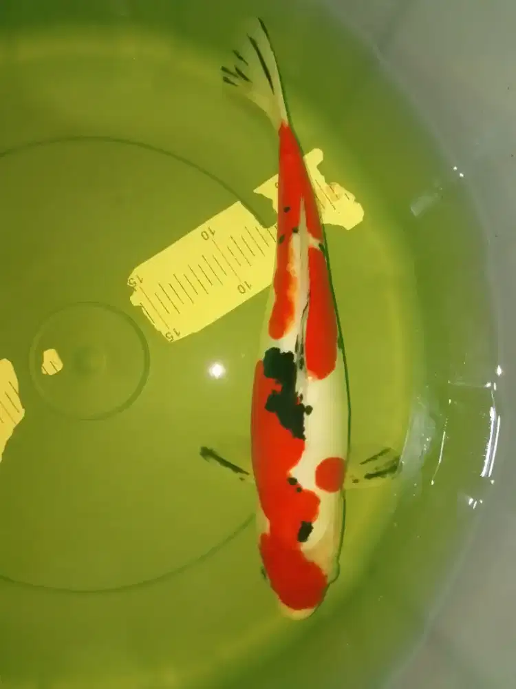Ikan koi jenis Sanke Doitsu 38cm HQ