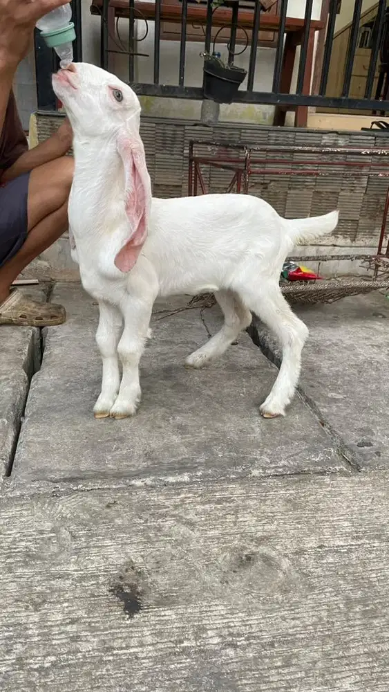 Anakan kambing senduro