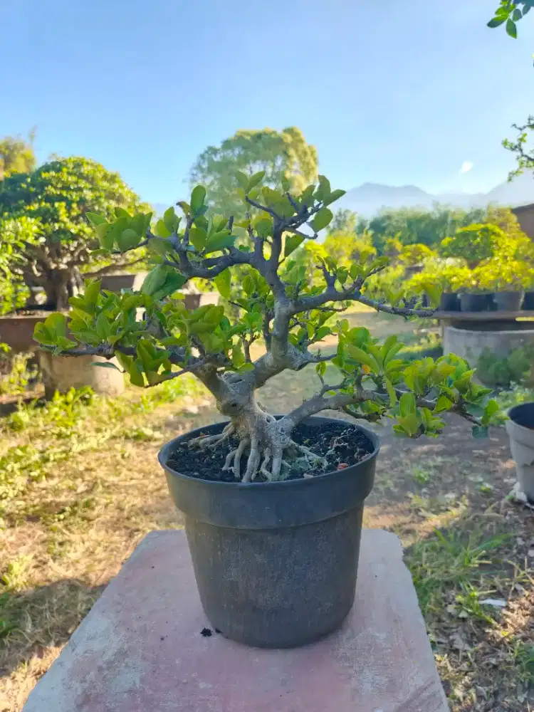 Bonsai sianci ukuran small