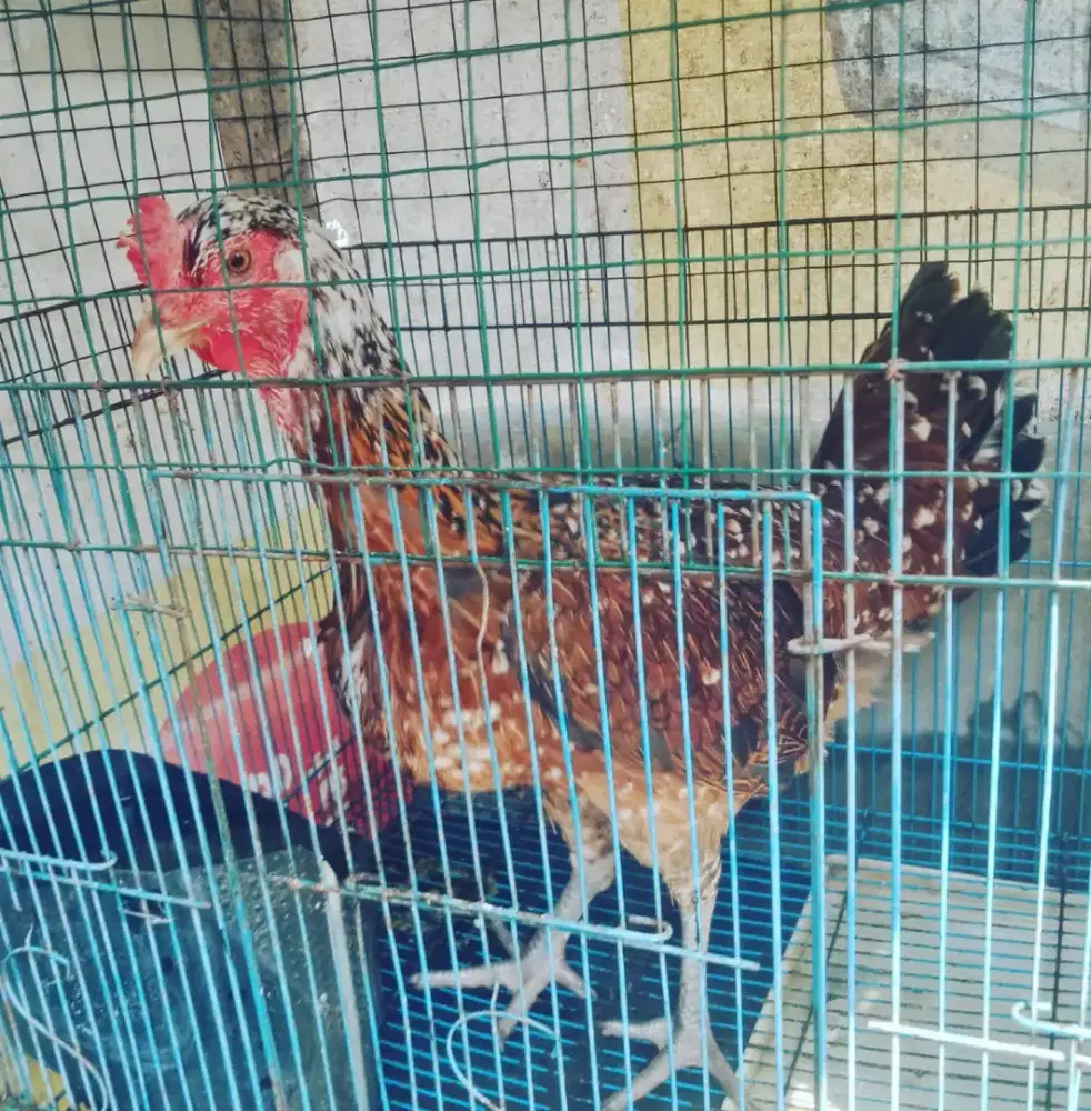 Ayam Pelung Super