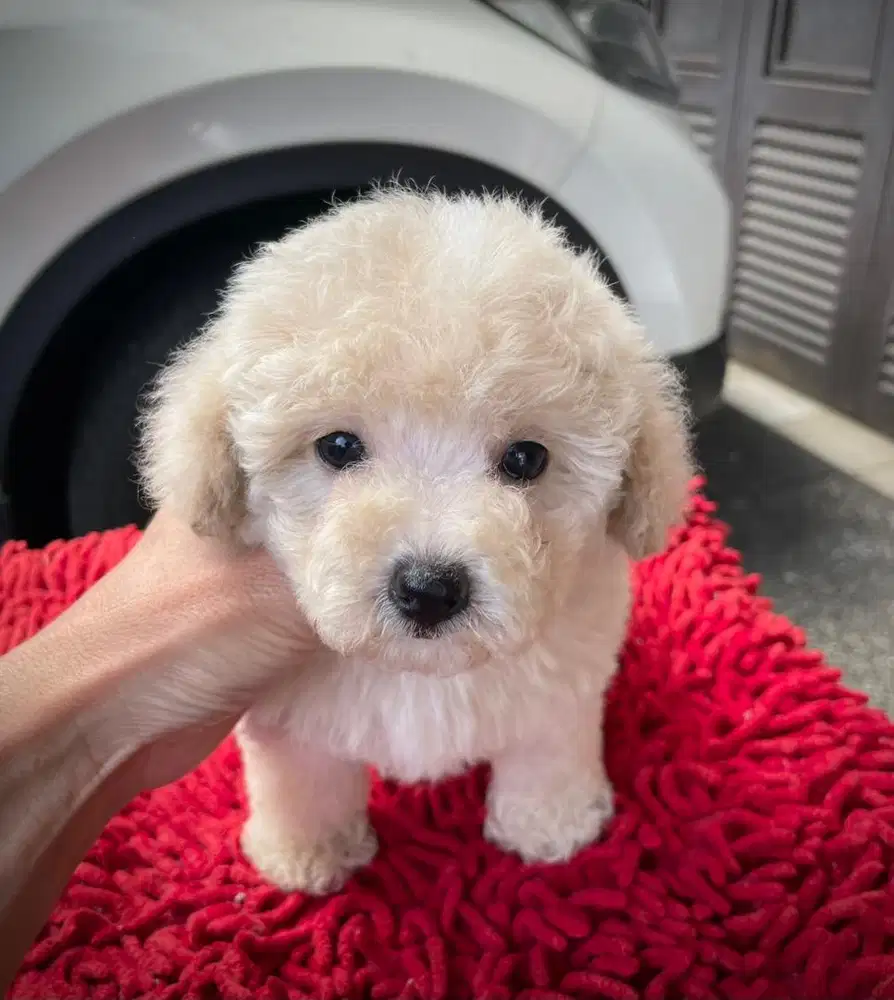 Poodle betina tiny