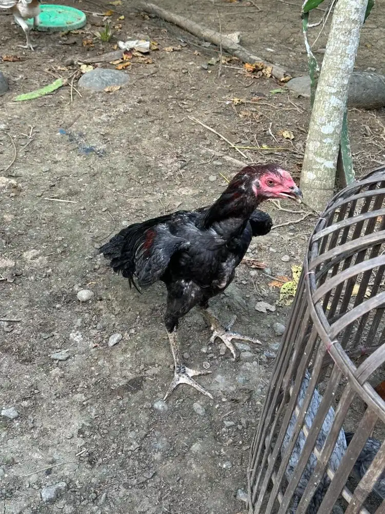 Ayam jenis koytrad